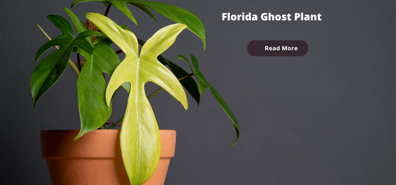 Florida Ghost Plant: Care, Propagation, Native Habitat
