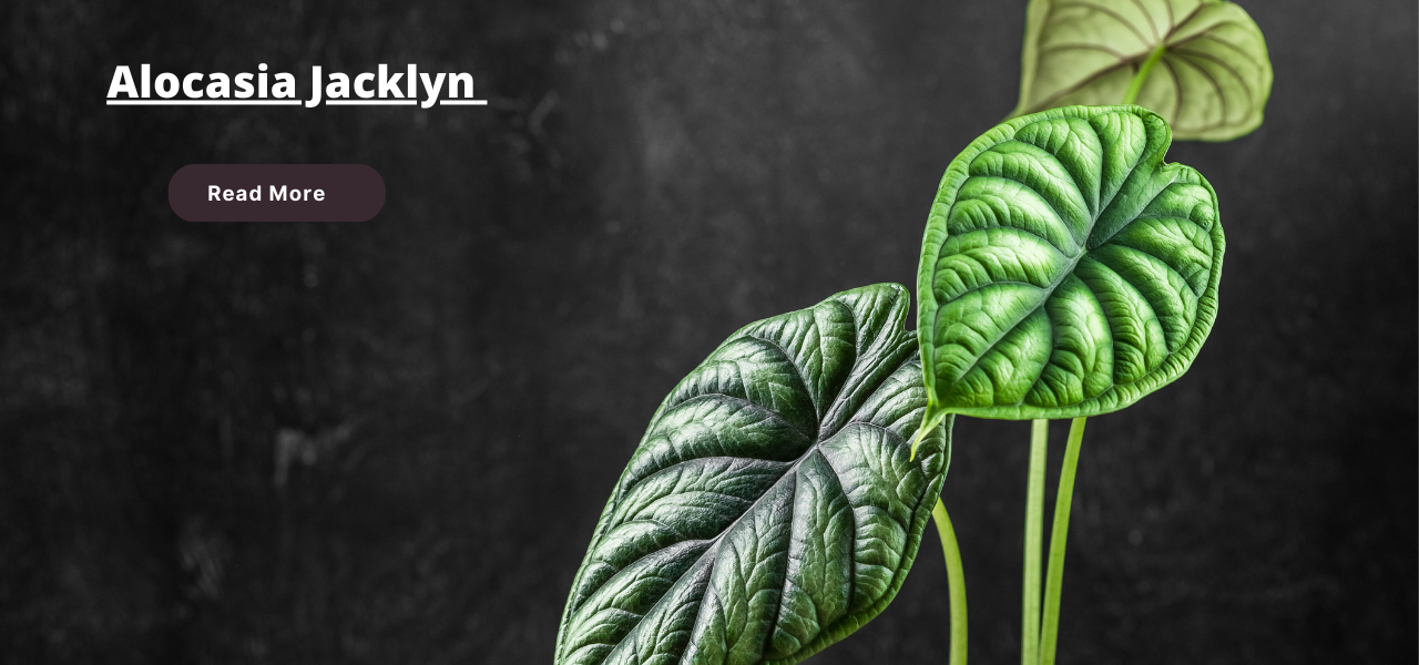 Alocasia Jacklyn: Care Tips, Plant, Propagation