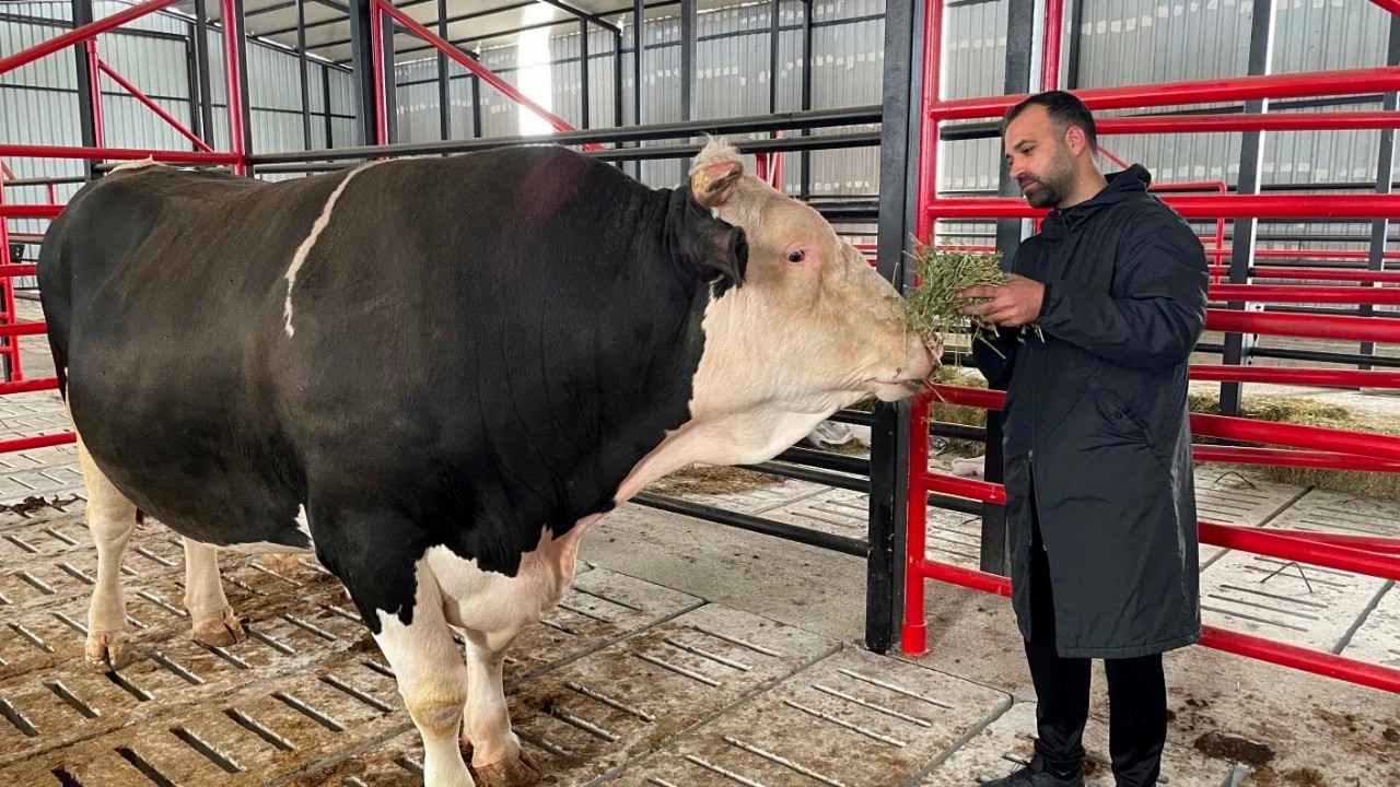 Vuslat Derneği Kurban Bağışı Çalışmalarını Duyurdu